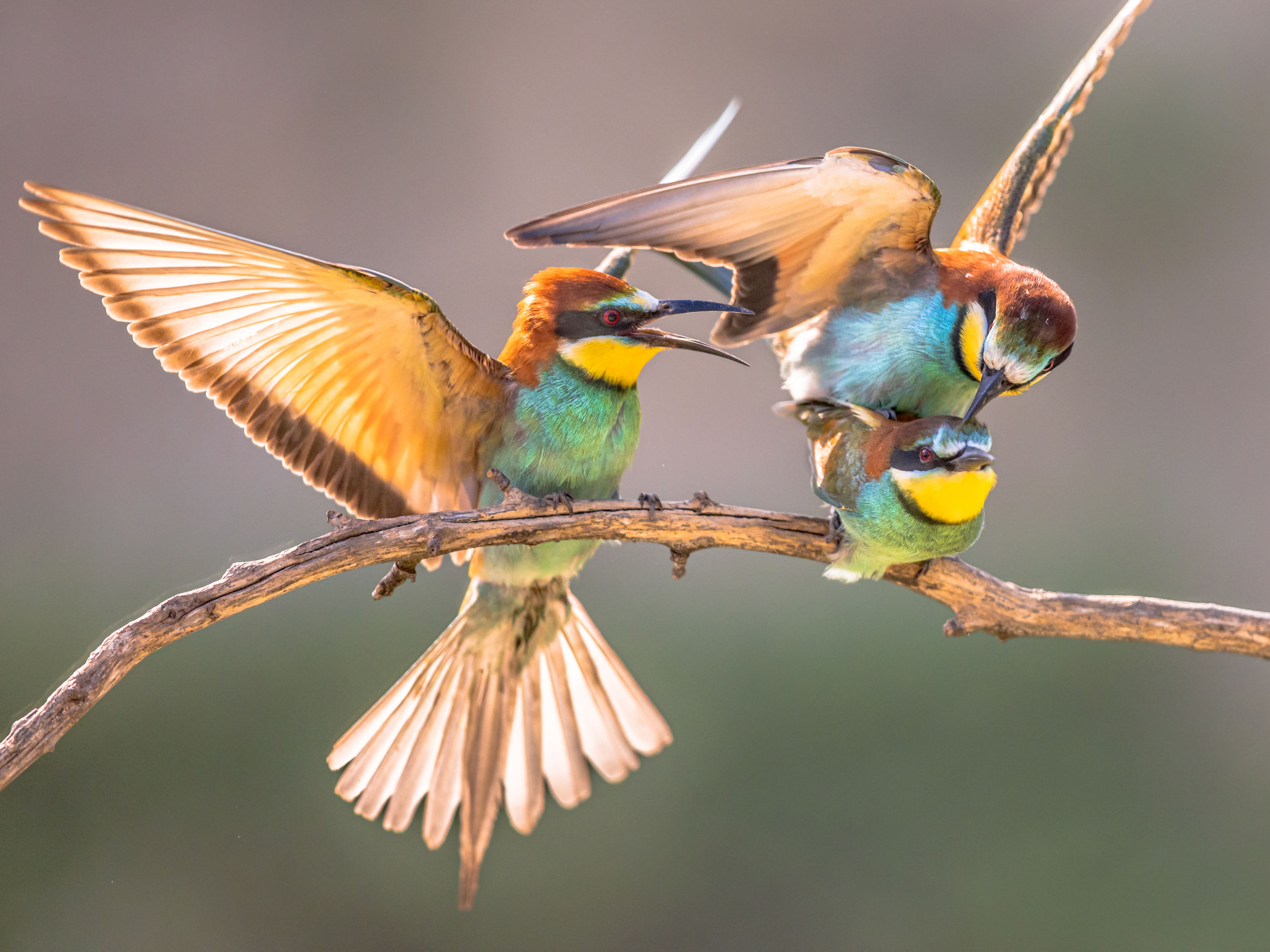 biodiversidad-y-conservacion