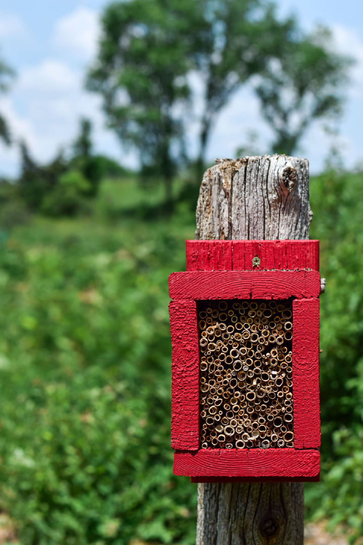 biodiversidad-y-conservacion
